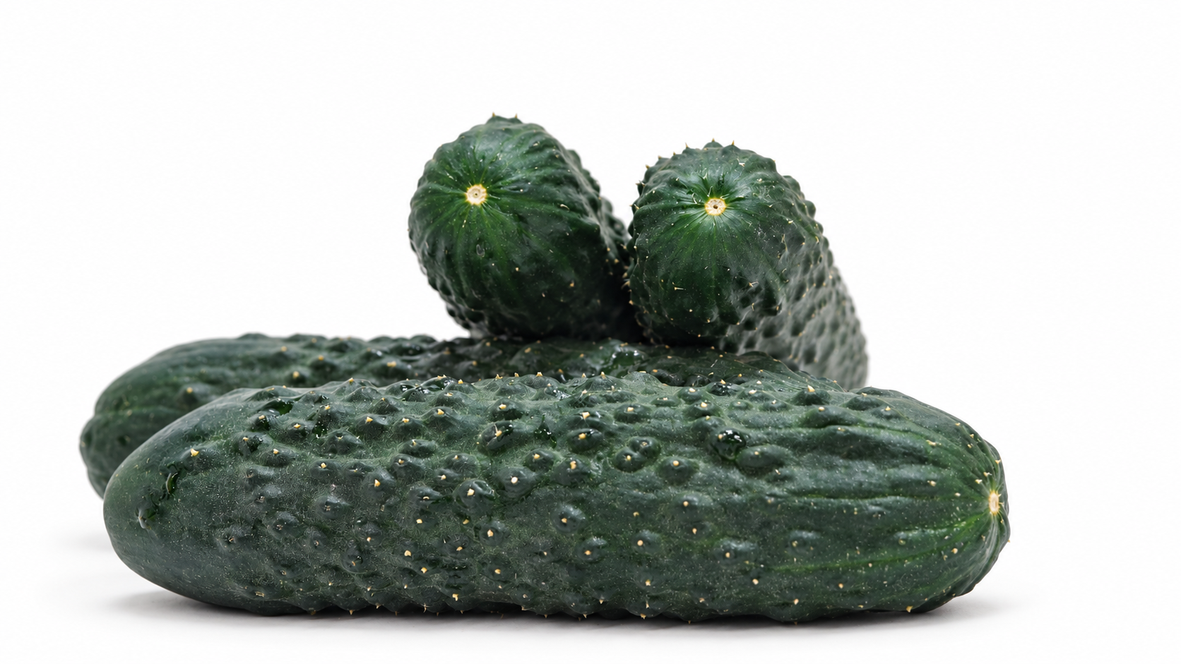 Pepino Alpujarra - Granada Seeds